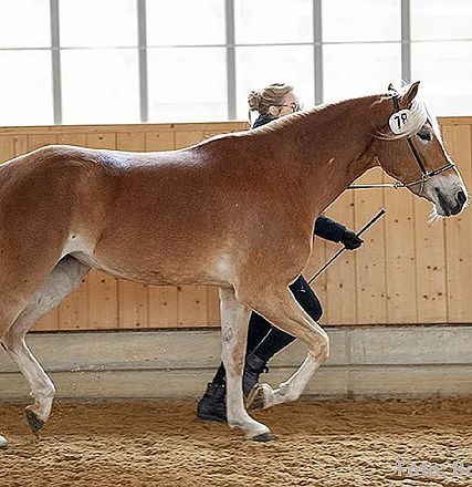 Ein braunes Pferd mit heller Mähne wird von einer Person in einer Reithalle geführt. Das Pferd trägt eine Nummer und die Umgebung ist aus Holz gefertigt.