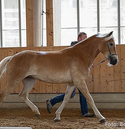 Ein hellbraunes Pferd wird in einer Reithalle von einer Person im Hintergrund am Halfter geführt. Die Wände sind aus Holz, und das Pferd hat eine blonde Mähne.