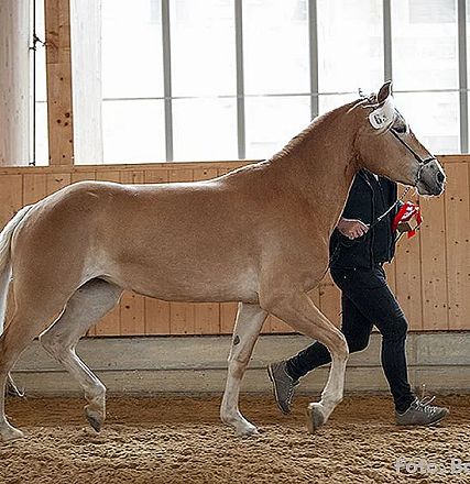 Helles Pferd mit blondem Langhaar wird von einer Person in einer Reithalle geführt. Es trägt eine Startnummer über der Stirn und geht gleichmäßig neben der Person.