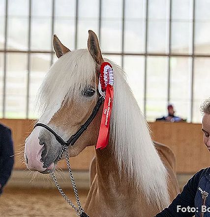 Ein hellbraunes Pferd mit einer roten Schleife an der Mähne steht in einer Reithalle. Eine Person führt das Pferd, während im Hintergrund ein Mann steht.
