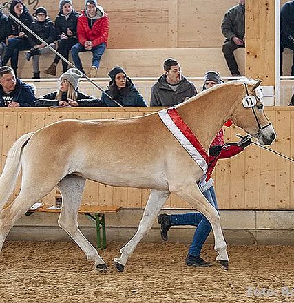 Ein Pferd mit sandfarbenem Fell und weißer Mähne wird in einer Halle vor Publikum präsentiert. Es trägt ein rotes Band und wird von einer Person geführt.