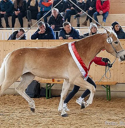 Ein braunes Pferd mit rotem Band wird auf einer Veranstaltung präsentiert. Zuschauer sitzen auf Holzbänken im Hintergrund und beobachten das Geschehen.