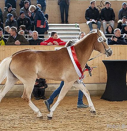 Ein prächtiges Pferd mit einem roten Band wird in einer Arena vor einem Publikum präsentiert, das auf hölzernen Tribünen sitzt. Menschen beobachten aufmerksam.