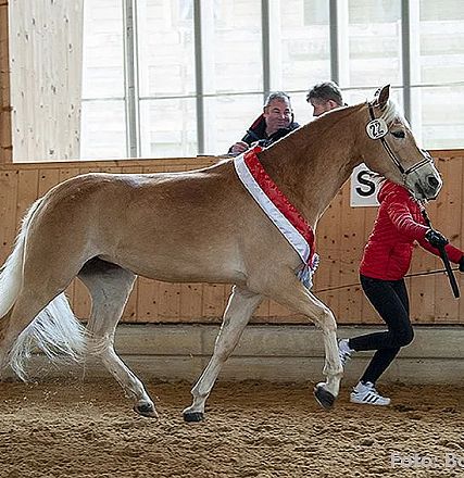 Ein braunes Pferd mit blonder Mähne und einem roten Band wird in einer Halle von einer Person in roter Jacke vorgeführt. Im Hintergrund sind Fenster zu sehen.