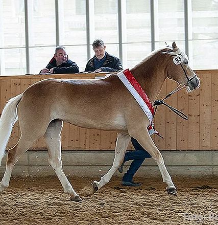 Ein braunes Pferd mit heller Mähne und Schweif wird in einer Halle vorgeführt. Zwei Personen beobachten es von einem erhöhten Holzbereich aus.