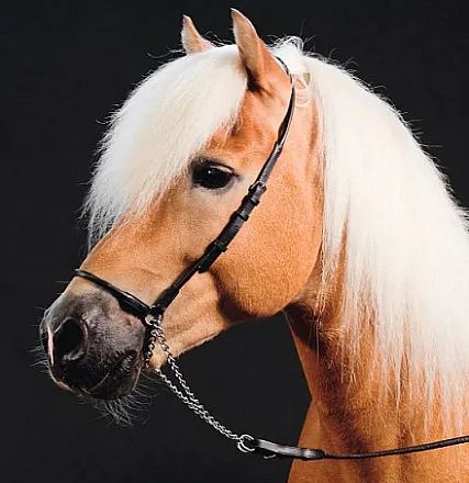 A close-up of a light brown horse with a long, white mane wearing a black bridle. The background is dark, highlighting the horse's elegant features.