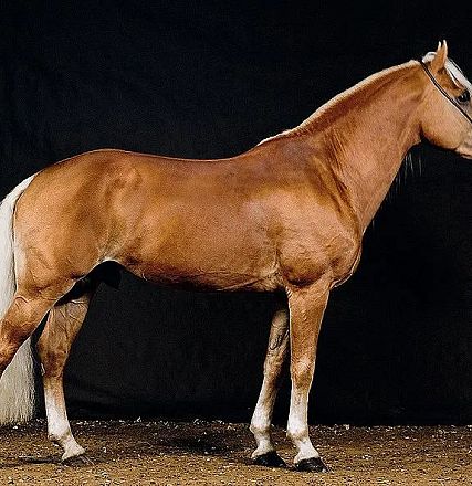A beautiful Haflinger horse with a light chestnut coat and a white mane and tail stands sideways against a dark background, showcasing its strong build.