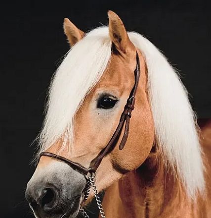 Un cavallo Haflinger con un manto marrone chiaro e criniera bianca, indossa un morso di cuoio. Lo sfondo è scuro, mettendo in risalto il suo aspetto elegante.