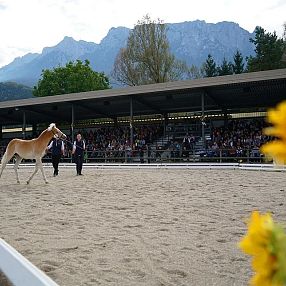 Ein junges Pferd wird in einer Arena mit Bergen im Hintergrund vorgeführt. Zuschauer sitzen auf einer Tribüne und Sonneblumenrahmen die Szene.