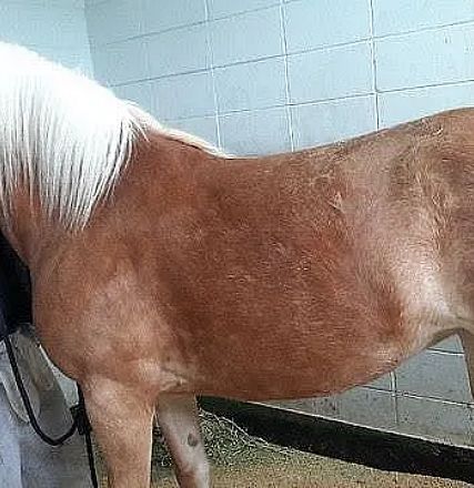 Ein großes, rehbraunes Pferd mit weißer Mähne steht in einem Stall. Eine Person in dunkler Kleidung ist teilweise sichtbar, beschäftigt sich mit dem Pferd.