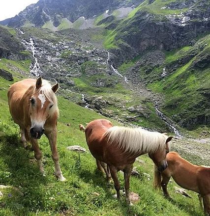 Horses grazing on a lush green mountain slope with a backdrop of rocky peaks and cascading waterfalls against a clear sky.