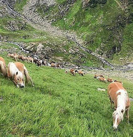 A herd of brown and white cows grazes on a lush, green hillside beneath a rocky, mountainous terrain. A small stream flows down the slope in the background.