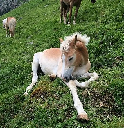 A foal rests on a grassy hillside with a few horses grazing in the background. The foal has a light brown and white coat, appearing calm and relaxed.
