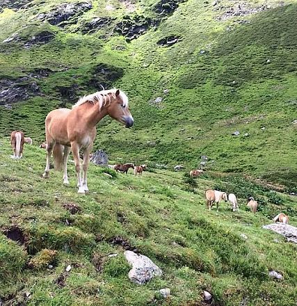 A scenic mountain meadow with lush green grass, where a group of horses grazes peacefully in the foreground, surrounded by rocky hills and a clear sky.