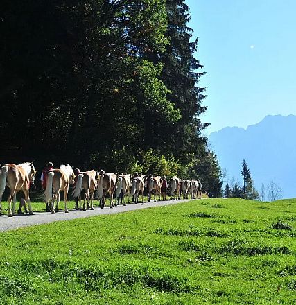 Eine Herde Haflinger-Pferde trottet auf einem schmalen Weg durch eine grüne Wiese. Im Hintergrund sind dichte Wälder und Berge unter einem klaren Himmel zu sehen.