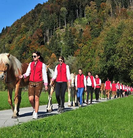 Eine Gruppe von Menschen in roten Westen und braunen Hosen führt weiße Pferde auf einem Weg durch eine grüne Wiese. Im Hintergrund sind Bäume und Hügel.
