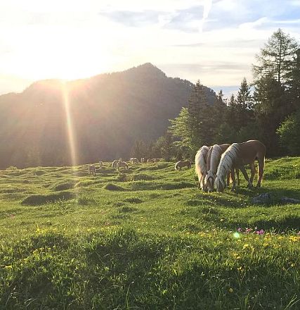 Sonnenuntergang über einer hügeligen Wiese mit drei grasenden Pferden. Im Hintergrund sind bewaldete Berge und ein klarer Himmel zu sehen.