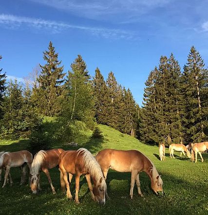 Eine Gruppe von Pferden grast auf einer grünen Wiese, umgeben von hohen Nadelbäumen und unter einem klaren blauen Himmel mit wenigen Wolken.