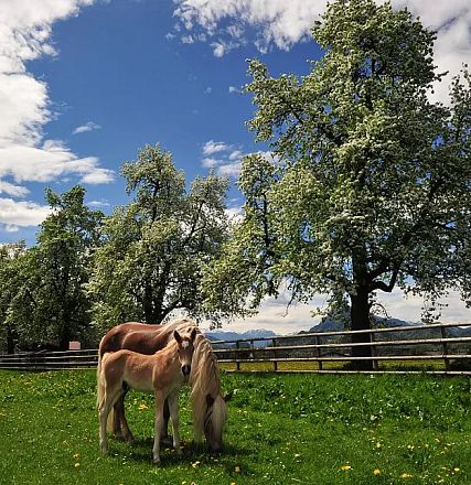 Zwei Ponys weiden auf einer grünen Wiese vor blühenden Apfelbäumen unter einem blauen Himmel mit einigen Wolken. Ein Holzzaun trennt die Wiese ab.