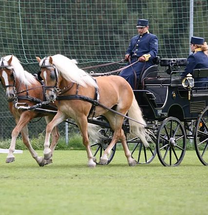 Due cavalli biondi a pelo lungo trainano una carrozza nera con due cocchieri in uniforme in un campo verde con rete di recinzione sullo sfondo.