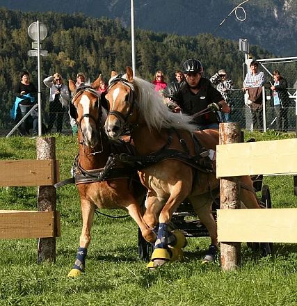 Due cavalli in una corsa con un conducente dietro. Sfondo di natura e spettatori. I cavalli sono su un percorso delimitato da recinzioni di legno.