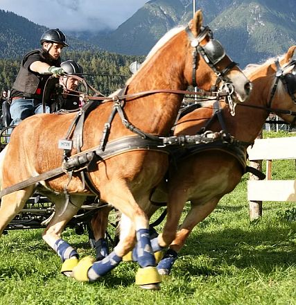 Due cavalli marroni, con protezioni sulle zampe, tirano una carrozza in una gara all'aperto. Montagne sullo sfondo e persone che osservano.