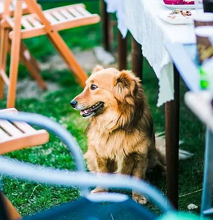 Ein kleiner brauner Hund sitzt aufmerksam zwischen Tisch- und Stuhlbeinen im Garten. Er wirkt entspannt und schaut zur Seite, umgeben von grüner Wiese.
