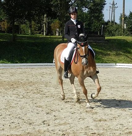 Person in Reitbekleidung reitet ein braunes Pferd auf einem Dressurplatz. Der Reiter trägt einen Helm, umgeben von Grünflächen und Bäumen im Hintergrund.