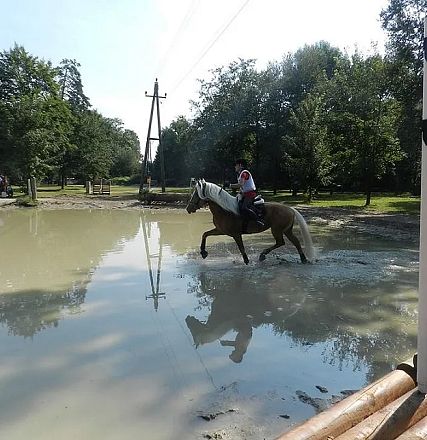 Reiter auf einem Pferd überquert einen flachen Wassergraben bei einem Wettkampf im Freien. Zahlreiche Bäume im Hintergrund und eine Holzabsperrung am Rand.