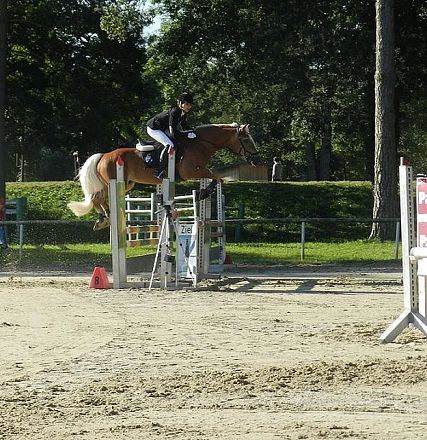 Reiter springt mit Pferd über ein Hindernis auf einem Reitturnier im Freien. Umgeben von grünen Bäumen und Zuschauern am Rand. Klarer Himmel.