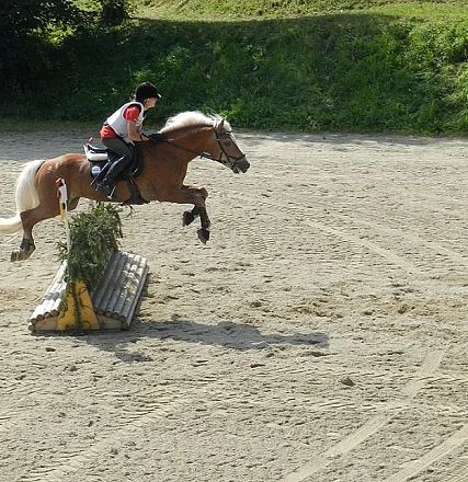 Ein Reiter in voller Reitausrüstung springt mit einem braunen Pferd über ein Hindernis auf einem sandigen Reitplatz, umgeben von etwas Grün im Hintergrund.