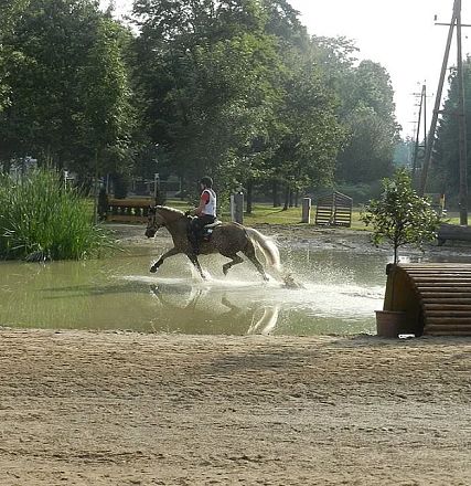 Ein Reiter auf einem Pferd galoppiert durch ein flaches Gewässer in einer grünen, bewaldeten Umgebung. Der Boden ist sandig, und es ist ein sonniger Tag.