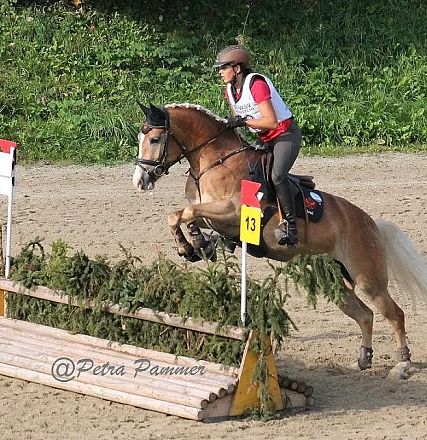Reiter in Schutzkleidung springt mit seinem Pferd über ein Hindernis bei einem Reitturnier. Eine grüne Hecke und Nummernmarkierung sind sichtbar.