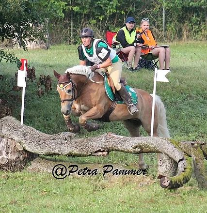 Ein Reiter auf einem braunen Pferd springt über ein Hindernis in einem Wettkampf. Zuschauer beobachten das Geschehen im Hintergrund auf einer Wiese.