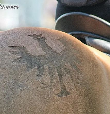 Nahaufnahme eines Pferderückens mit einem eingebrannten Motiv eines stilisierten Adlers. Das Motiv ist dunkel und kontrastreich auf hellbrauner Haut.