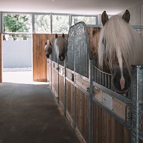 Haflinger Gestüt Fohlenhof Ebbs