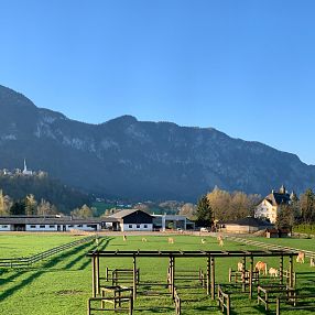 Haflinger Gestüt Fohlenhof Ebbs