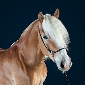 A chestnut-colored horse with a white mane and a glossy coat, standing against a dark background. The horse wears a simple black halter.