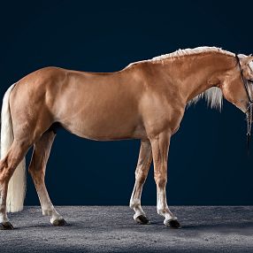 Ein elegantes, braunes Pferd mit heller Mähne steht seitlich auf dunklem Hintergrund. Es wirkt ruhig und ist in einem gut beleuchteten Raum fotografiert.