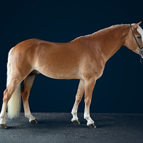 Ein elegantes braunes Pferd mit heller Mähne und Schweif steht seitlich vor einem dunklen Hintergrund. Es zeigt einen kräftigen und gepflegten Eindruck.