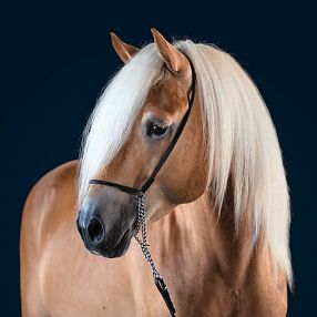 A beautiful golden-brown horse with a long, flowing white mane and a dark bridle, set against a dark blue background.