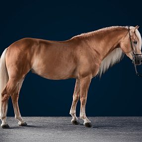 Ein elegantes, goldbraunes Pferd steht seitlich auf einem grauen Boden vor einem dunklen Hintergrund. Das Pferd hat eine helle Mähne und einen ruhigen Ausdruck.