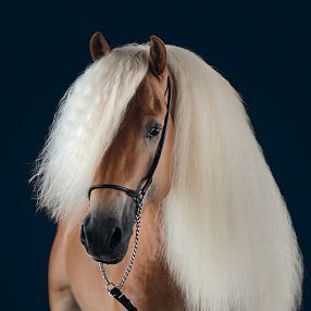 Ein wunderschönes Haflinger-Pferd mit langem, welligem, weißem Mähnenhaar und hellem braunem Fell posiert vor einem dunklen Hintergrund. Ausdrucksvoll und elegant.
