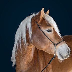 A beautiful brown horse with a white mane, wearing a bridle. The horse has a glossy coat and is set against a dark blue background, looking to the side.
