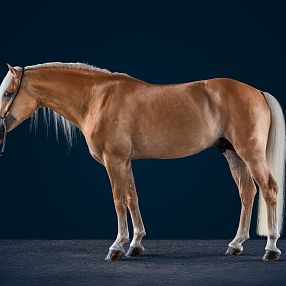 Elegantes braunes Pferd mit weißer Mähne und Schweif, steht vor einem dunklen Hintergrund. Das Pferd präsentiert eine anmutige Haltung im Profil.