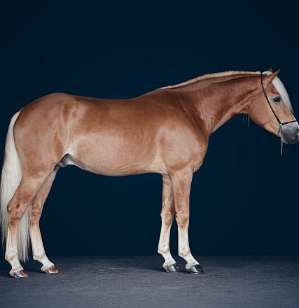 Ein braunes Pferd mit hellem Schweif und Mähne steht seitlich auf dunklem Hintergrund. Das Pferd ist in einem stilvollen und eleganten Profil zu sehen.