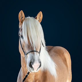 Ein elegantes Pferd mit hellem, langem Stirnhaar und braunem Fell steht vor einem dunkelblauen Hintergrund. Das Pferd trägt ein schlichtes Halfter.