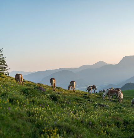 Mucche al pascolo su una collina verde con montagne e cielo azzurro sullo sfondo. Un singolo albero si erge sul lato sinistro dell'immagine.