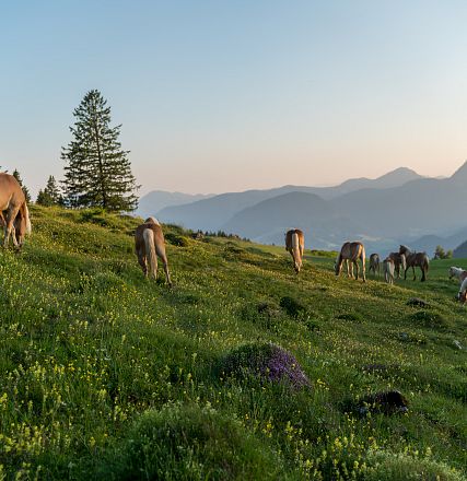 Cavalli bruni pascolano su una collina verde al tramonto, circondati da alberi e montagne sullo sfondo, con un cielo chiaro e luminoso.