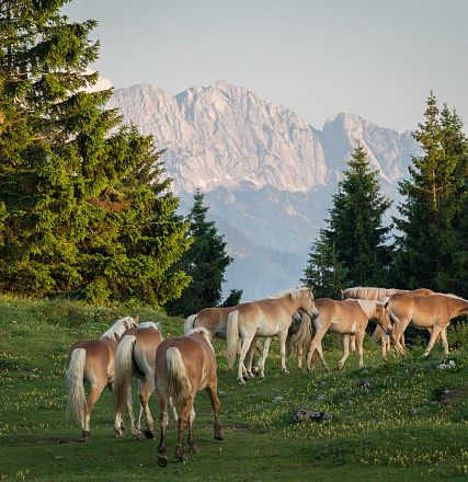 Un gruppo di cavalli al pascolo su un prato verde, circondato da alberi, con montagne maestose sullo sfondo. Atmosfera serena e naturalistica.